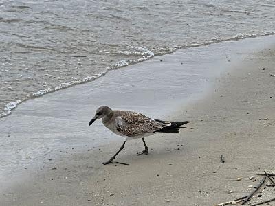 WEEKEND AT THE BEACH, LEWES, DELAWARE: Sun, Sand and Nature