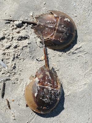WEEKEND AT THE BEACH, LEWES, DELAWARE: Sun, Sand and Nature