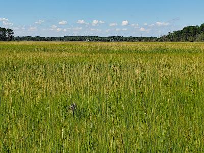 WEEKEND AT THE BEACH, LEWES, DELAWARE: Sun, Sand and Nature