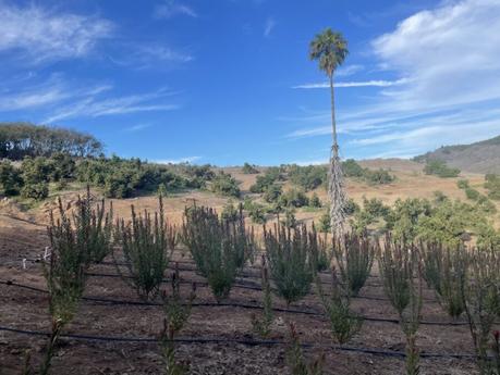 The Farm Is Changing — And So Am I protea plants growing on the avocado ranch