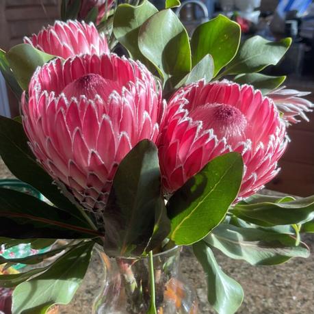 The Farm Is Changing — And So Am I Protea