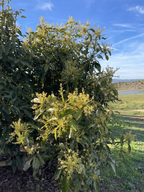 The Farm Is Changing — And So Am I avocado tree