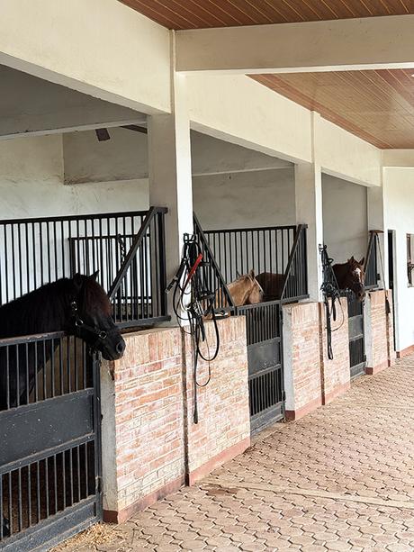 UCM stable