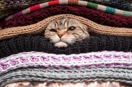 cat buried in a load of sweaters