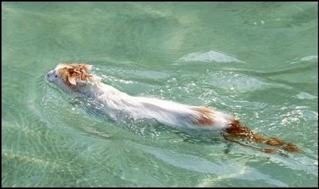 Swimming Pools Swimming Pools