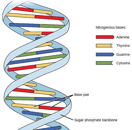 DNA DNA
