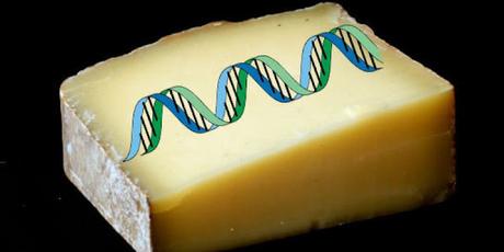 DNA