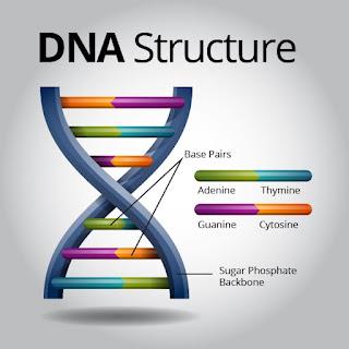 DNA  -  Who Am I?
