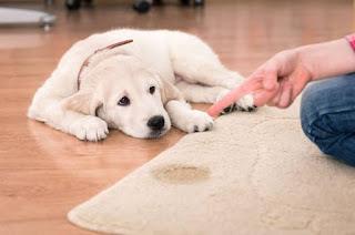 How to Remove Tough Stains from Your Couch?