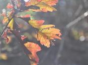 October Gems