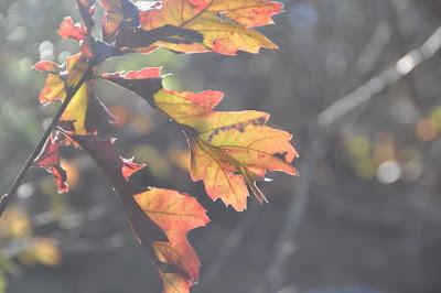 October Gems