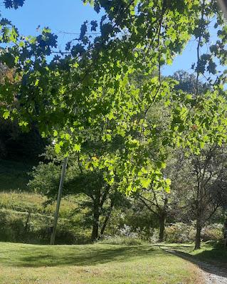 And the Sky Was Carolina Blue