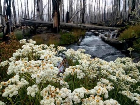 Backpacking in Oregon