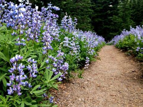 Backpacking in Oregon