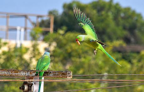 “தனியானால் என்ன துணை இங்கே