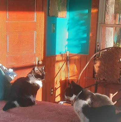 The Kittehs Wonder . . The Kittehs Wonder . .