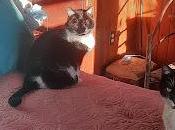 Kittehs Wonder