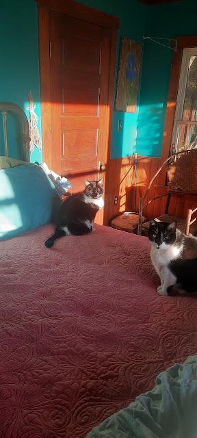 The Kittehs Wonder . . The Kittehs Wonder . .