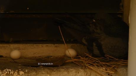 Crow stealing Pigeon egg !!  Sad !!   ~  Mamathala thalli !!!!