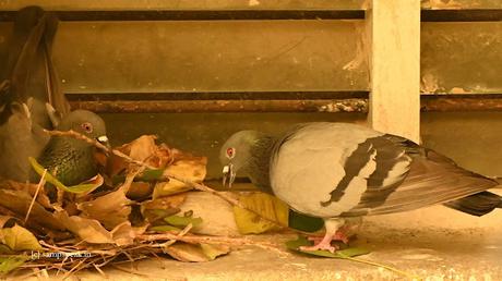 Crow stealing Pigeon egg !!  Sad !!   ~  Mamathala thalli !!!!