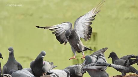 Crow stealing Pigeon egg !!  Sad !!   ~  Mamathala thalli !!!!
