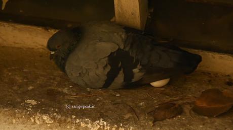 Crow stealing Pigeon egg !!  Sad !!   ~  Mamathala thalli !!!!