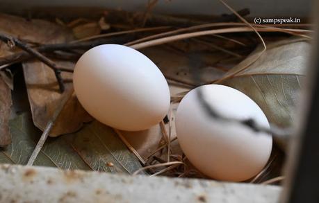 Crow stealing Pigeon egg !!  Sad !!   ~  Mamathala thalli !!!!