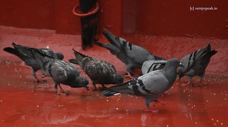 Crow stealing Pigeon egg !!  Sad !!   ~  Mamathala thalli !!!!
