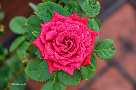 ‘சிகப்பு ரோஜாக்கள்’   ~   Red Roses !!