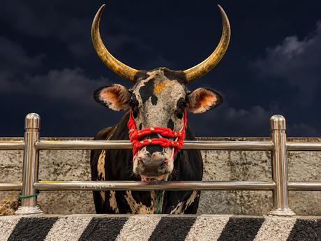 Beau Cow !
