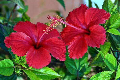 Semparuthi Poovu  ~  Hibiscus !