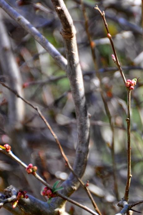 The Flowers That Bloom in the Spring, Tra La!