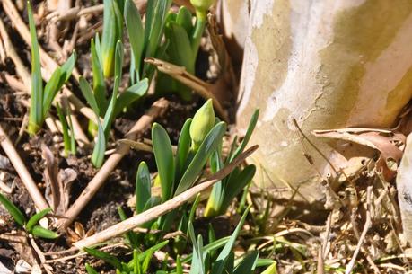 The Flowers That Bloom in the Spring, Tra La!