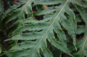 Woodwardia unigemmata Leaf (02/02/2014, Kew Gardens, London)