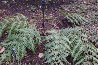 Woodwardia unigemmata (02/02/2014, Kew Gardens, London)