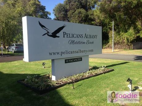 Pelicans-Albany-1