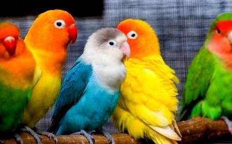 Earth Our Home Too : Parrots