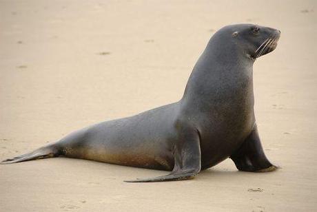 Concern Over Decline Of World’s Rarest Sea Lion