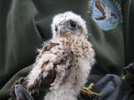 The Mauritius kestrel is a scrappy bird but will it survive humans? – Conservation