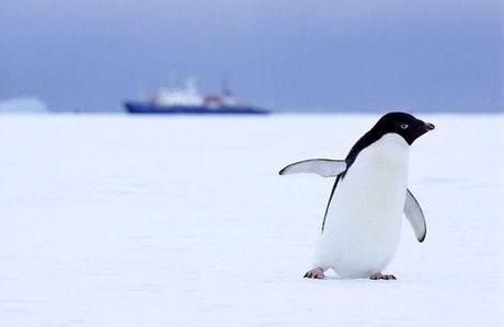 Antarctic Research Bases Spew Toxic Wastes Into Environment