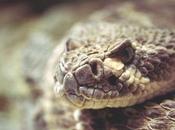 Texas Gasses Rattlesnakes This Weekend–Maybe Last Time