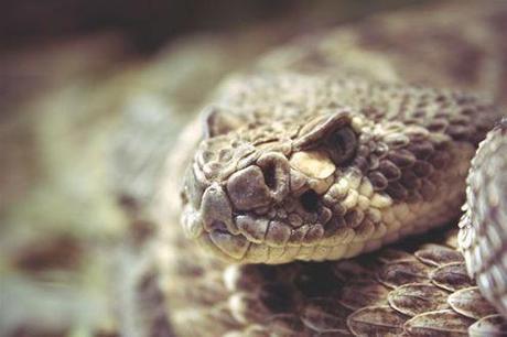 Texas Gasses Its Rattlesnakes This Weekend–Maybe for the Last Time