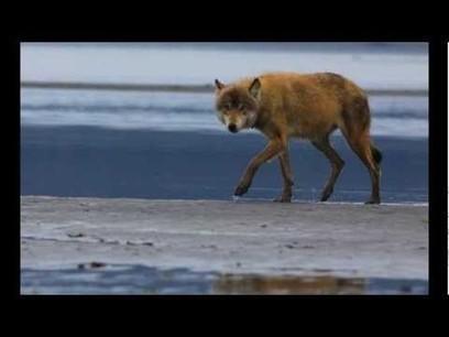 Salmon Fishing Wolves of Alaska