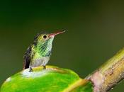 Santiago Hummingbirds