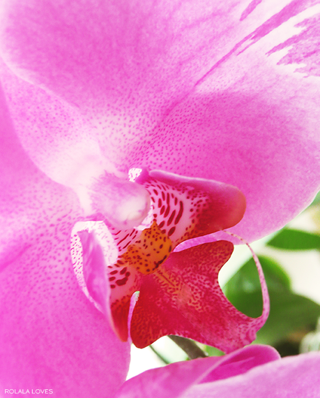 pink orchid macro