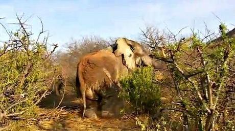 Death-defying elephant recovers from fourth poaching attempt