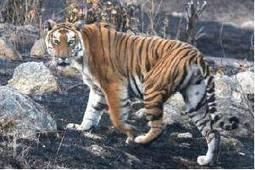 Russian team being trained in Panna to boost tiger conservation – The Times of India