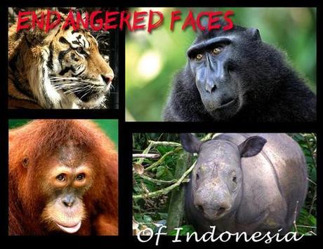 Prominent Indonesian Muslim clerics declare hunting, trading of endangered animals are immoral