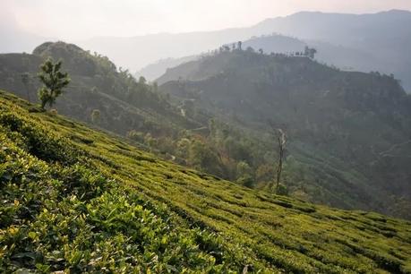 Prolific Atmosphere of Kurseong Tea Estates