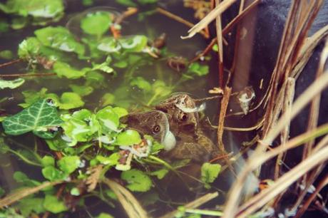 common frogs mating